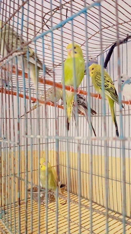 Budgies (Ready to Bared) 2