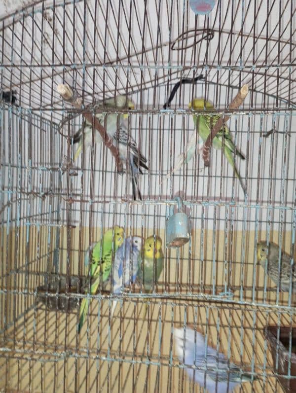 Budgies (Ready to Bared) 3