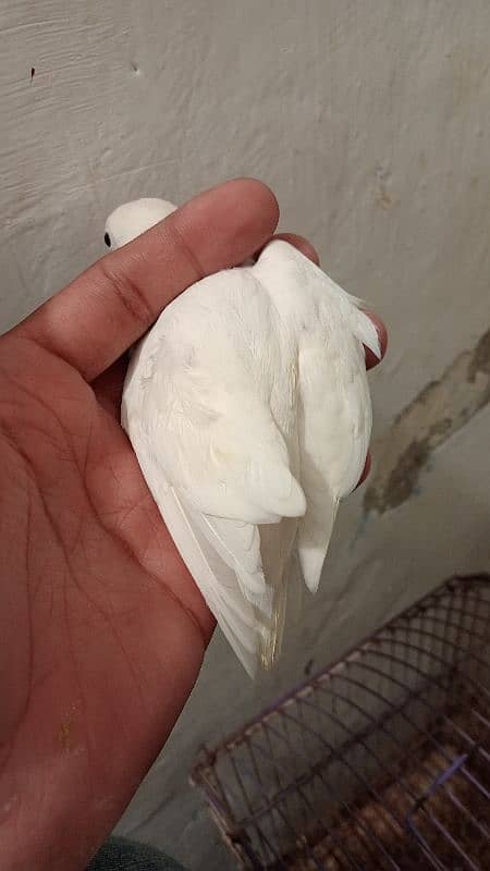 Albino Bread pair 0