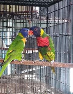 Rainbow lorikeet pair