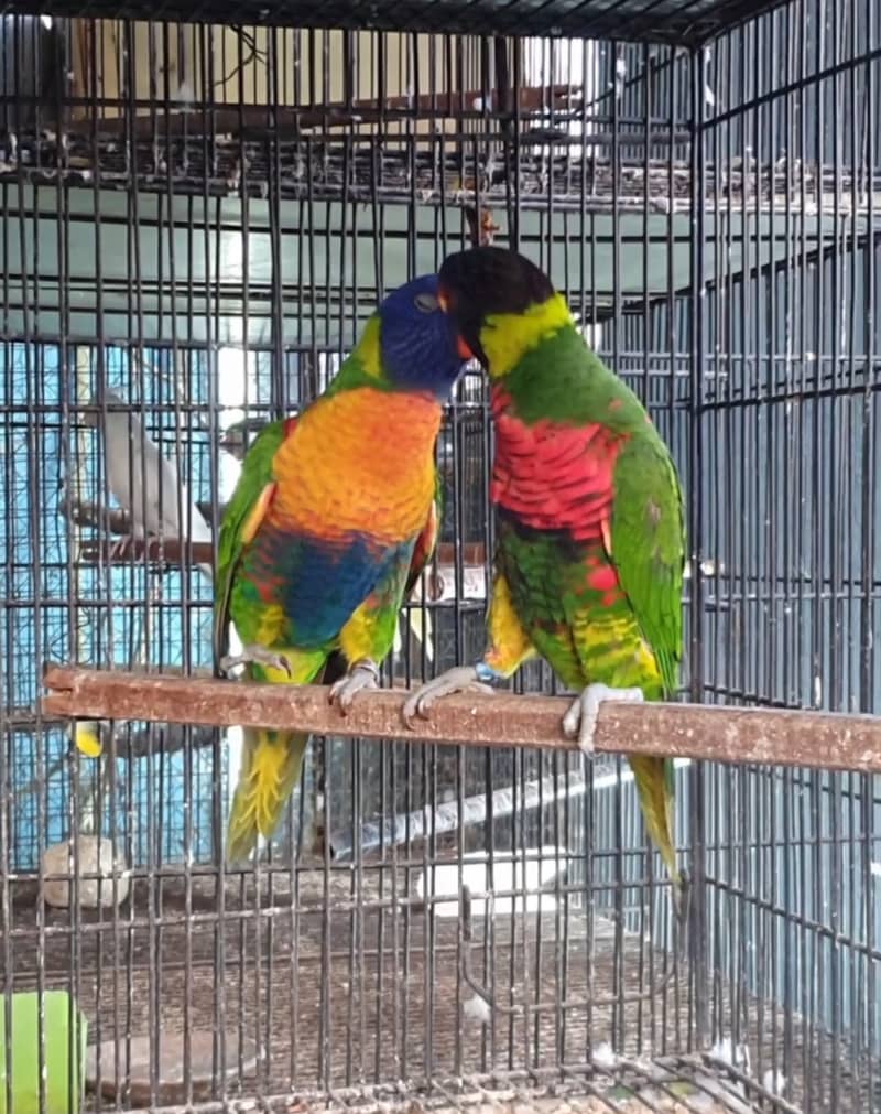 Rainbow lorikeet pair 1