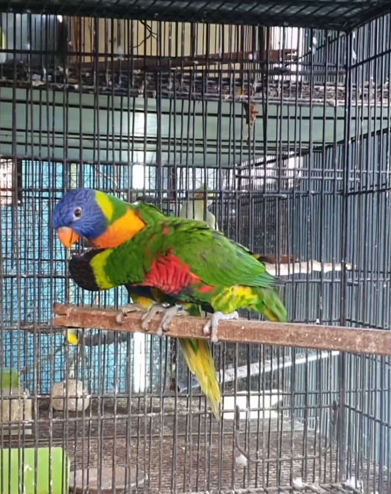 Rainbow lorikeet pair 2