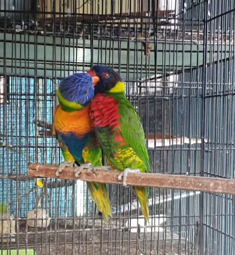 Rainbow lorikeet pair 3