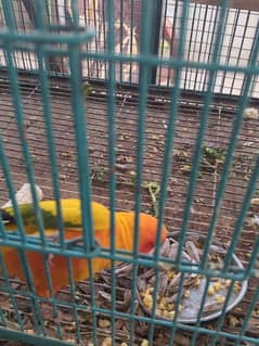 conure Pair Bounded for sell