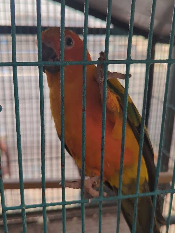 conure Pair Bounded for sell 1