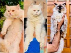 Persian Punch face triple coat cat Kitten