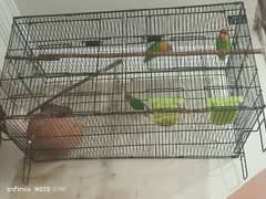 3 lovebirds 2 female and 1 male with cage