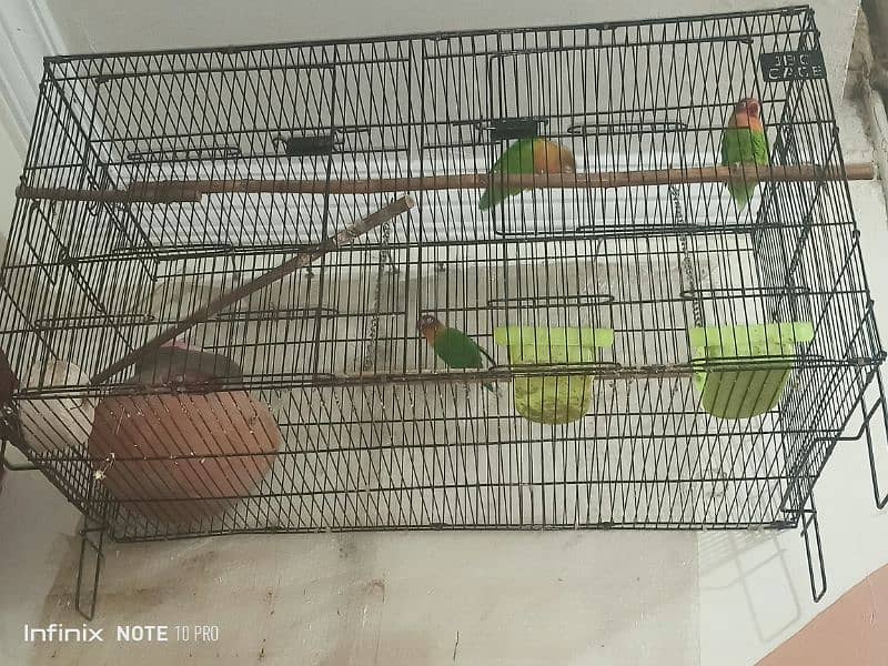 3 lovebirds 2 female and 1 male with cage 0