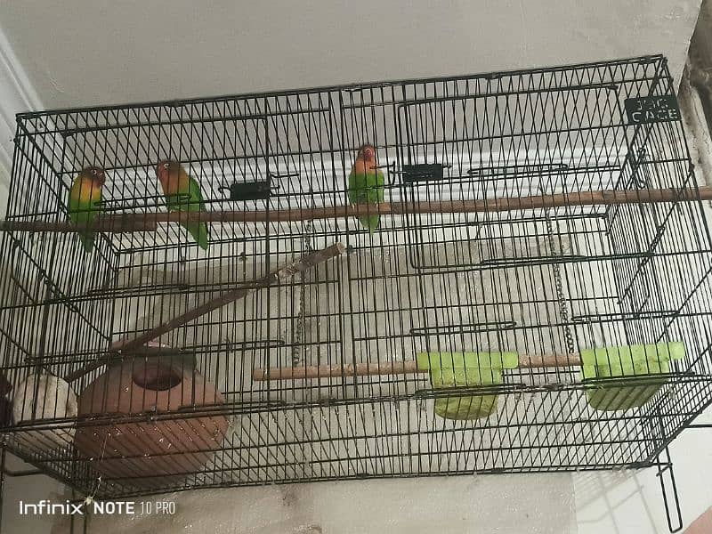 3 lovebirds 2 female and 1 male with cage 1