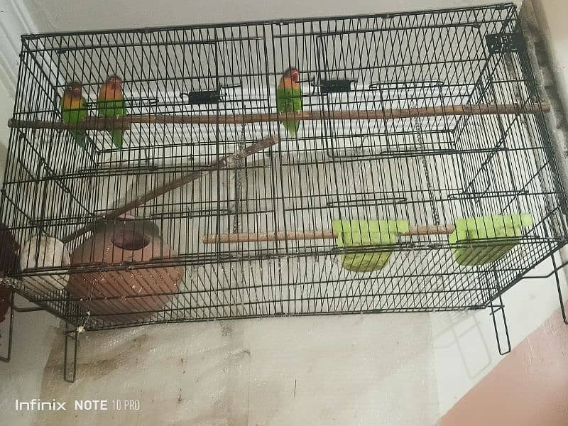 3 lovebirds 2 female and 1 male with cage 2