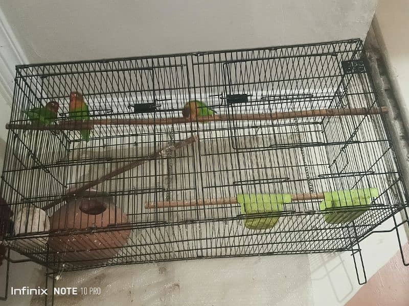 3 lovebirds 2 female and 1 male with cage 4