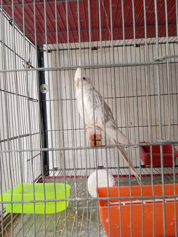 white Java Silver Java Eno Cockatiel/cocktail 2