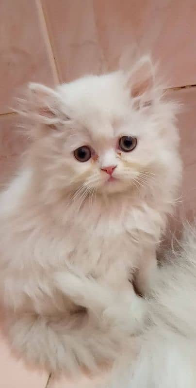 triple coated white kittens for sale 0