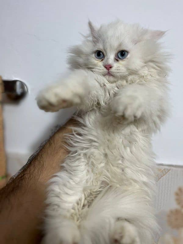 triple coated white kittens for sale 1