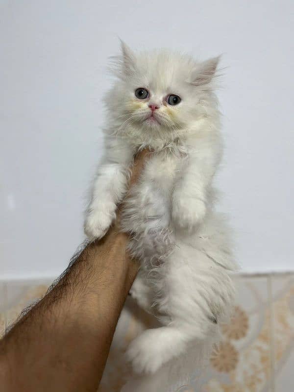 triple coated white kittens for sale 2