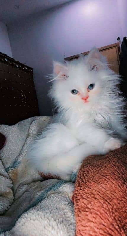 triple coated white kittens for sale 5