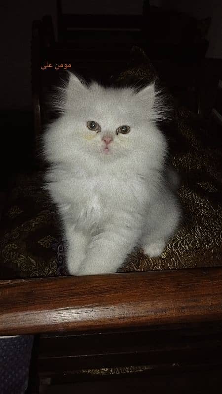 triple coated white kittens for sale 7