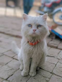 Persian cat