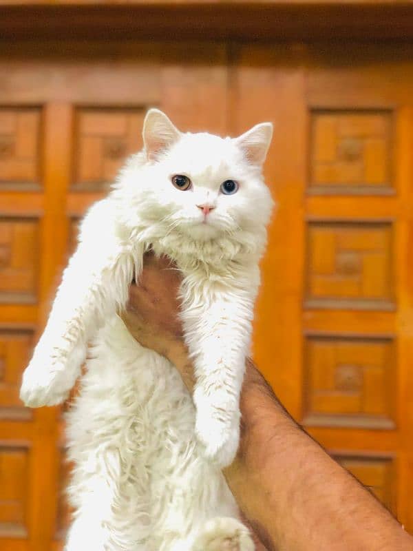 Persian Punch face triple coat cat Kitten 4