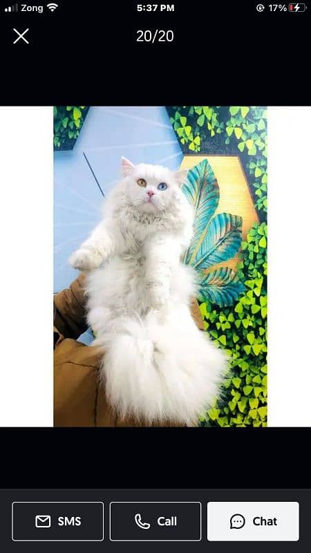 Persian Punch face triple coat cat Kitten 7