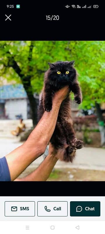 Persian Punch face triple coat cat Kitten 15