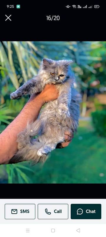 Persian Punch face triple coat cat Kitten 16