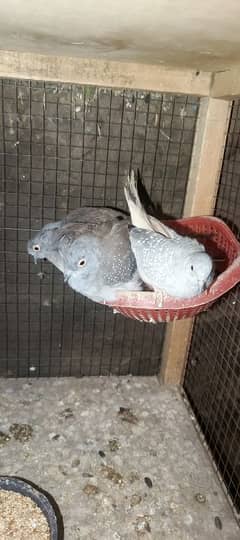 diamond Dove  2 breeder pair