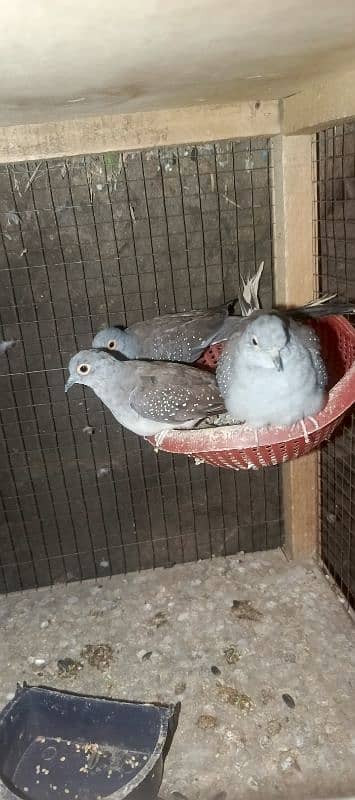 diamond Dove  2 breeder pair 1