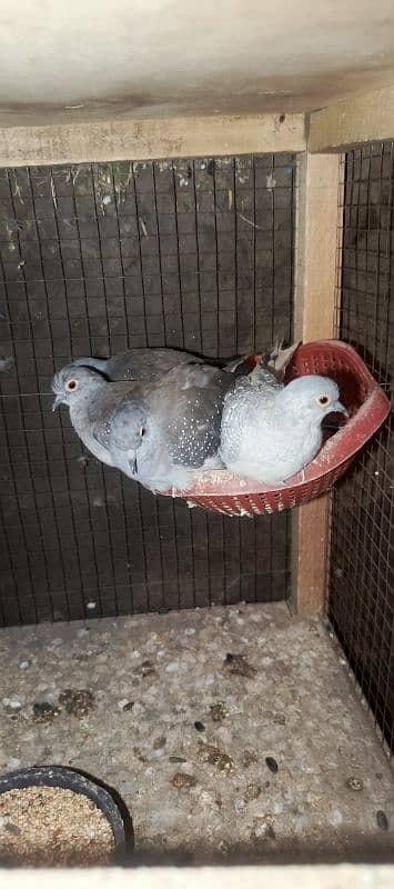 diamond Dove  2 breeder pair 2