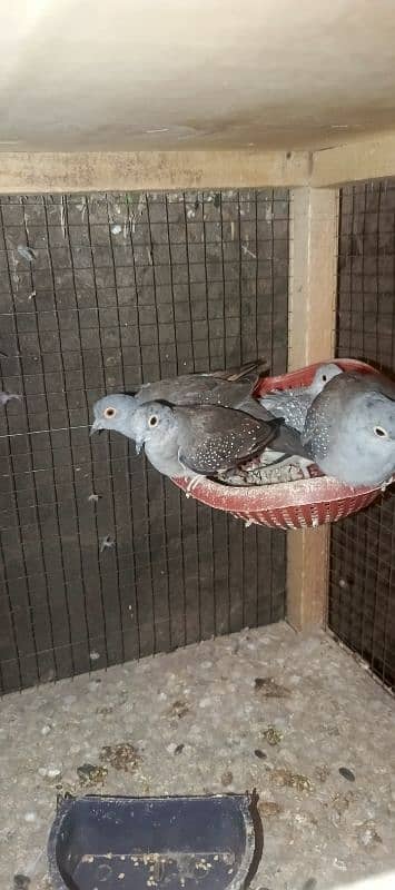 diamond Dove  2 breeder pair 3