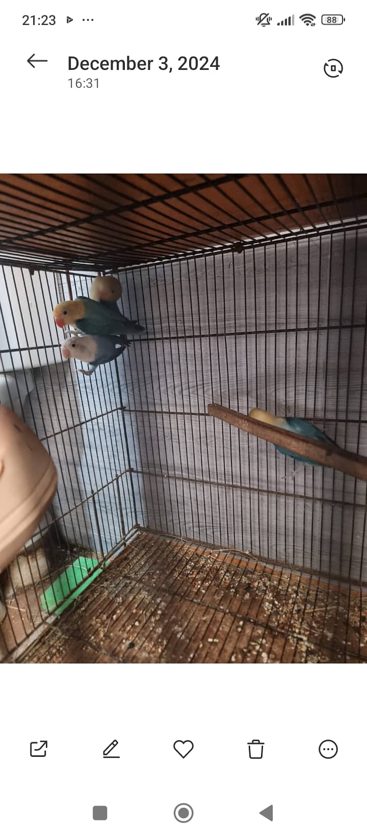 Lovebird,finches,cockatiel,fellow male Kai sth eno pied hai 0