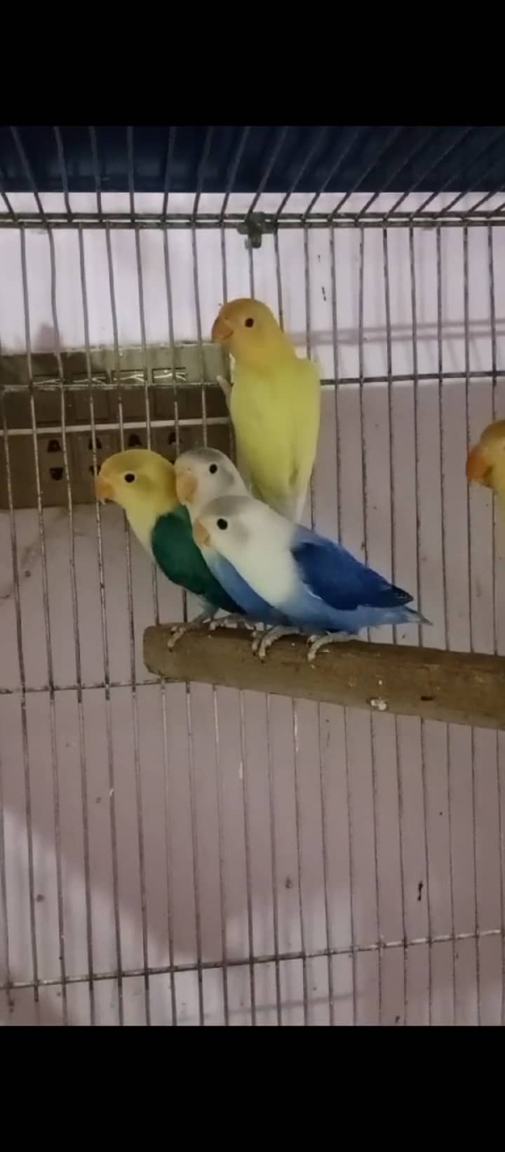 Lovebird,finches,cockatiel,fellow male Kai sth eno pied hai 1