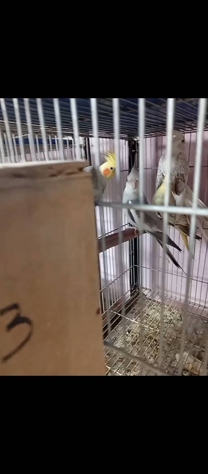 Lovebird,finches,cockatiel,fellow male Kai sth eno pied hai 2