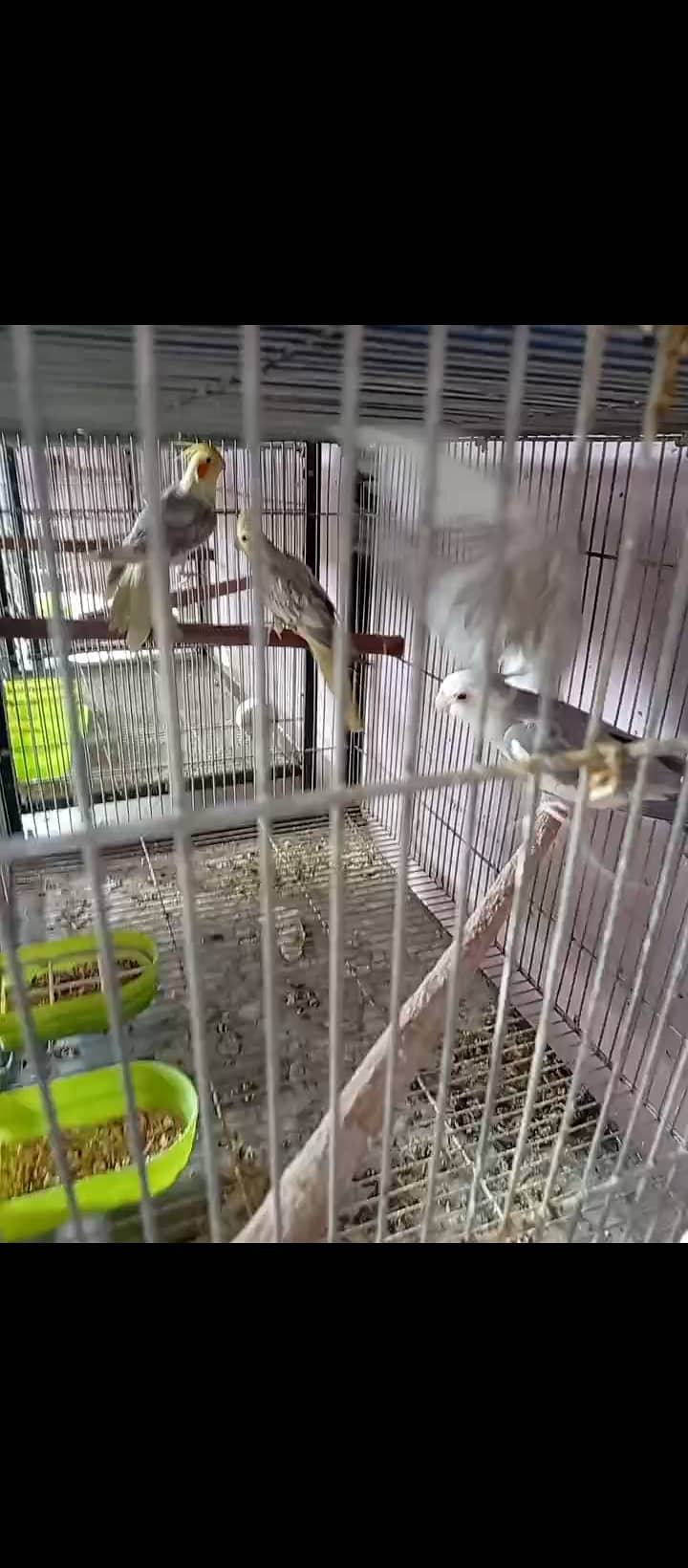 Lovebird,finches,cockatiel,fellow male Kai sth eno pied hai 3