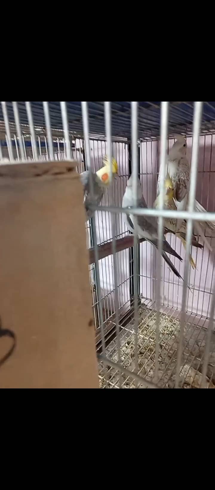 Lovebird,finches,cockatiel,fellow male Kai sth eno pied hai 4