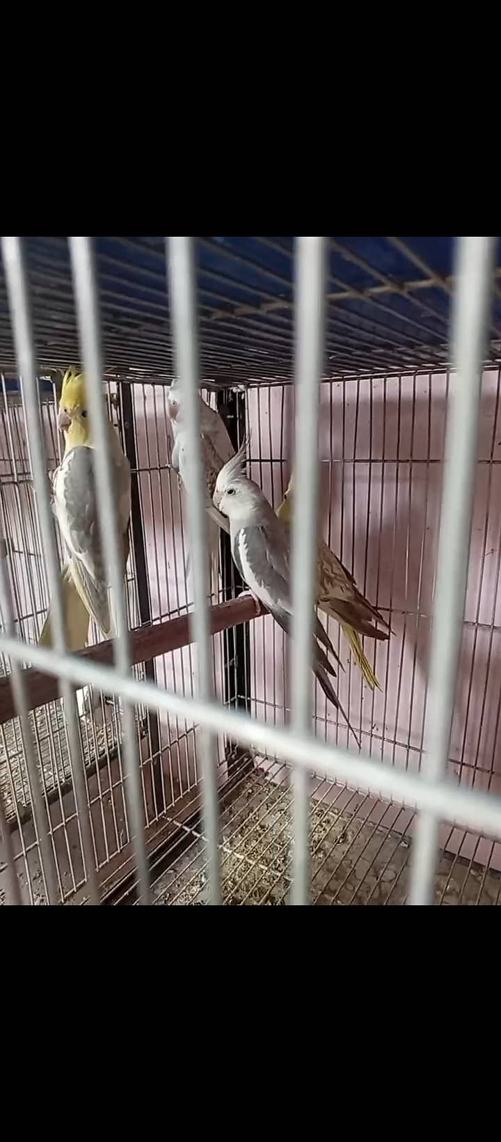 Lovebird,finches,cockatiel,fellow male Kai sth eno pied hai 5