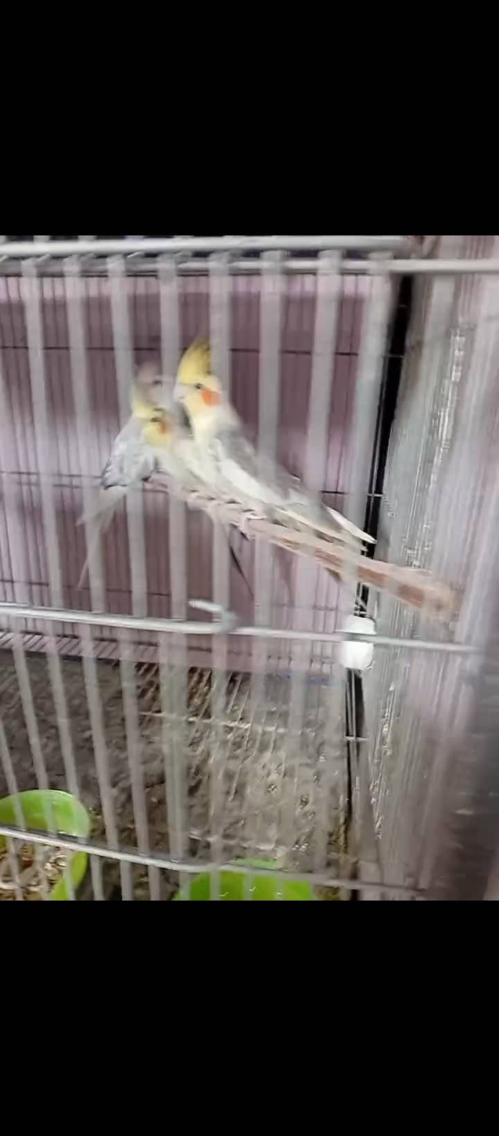 Lovebird,finches,cockatiel,fellow male Kai sth eno pied hai 6