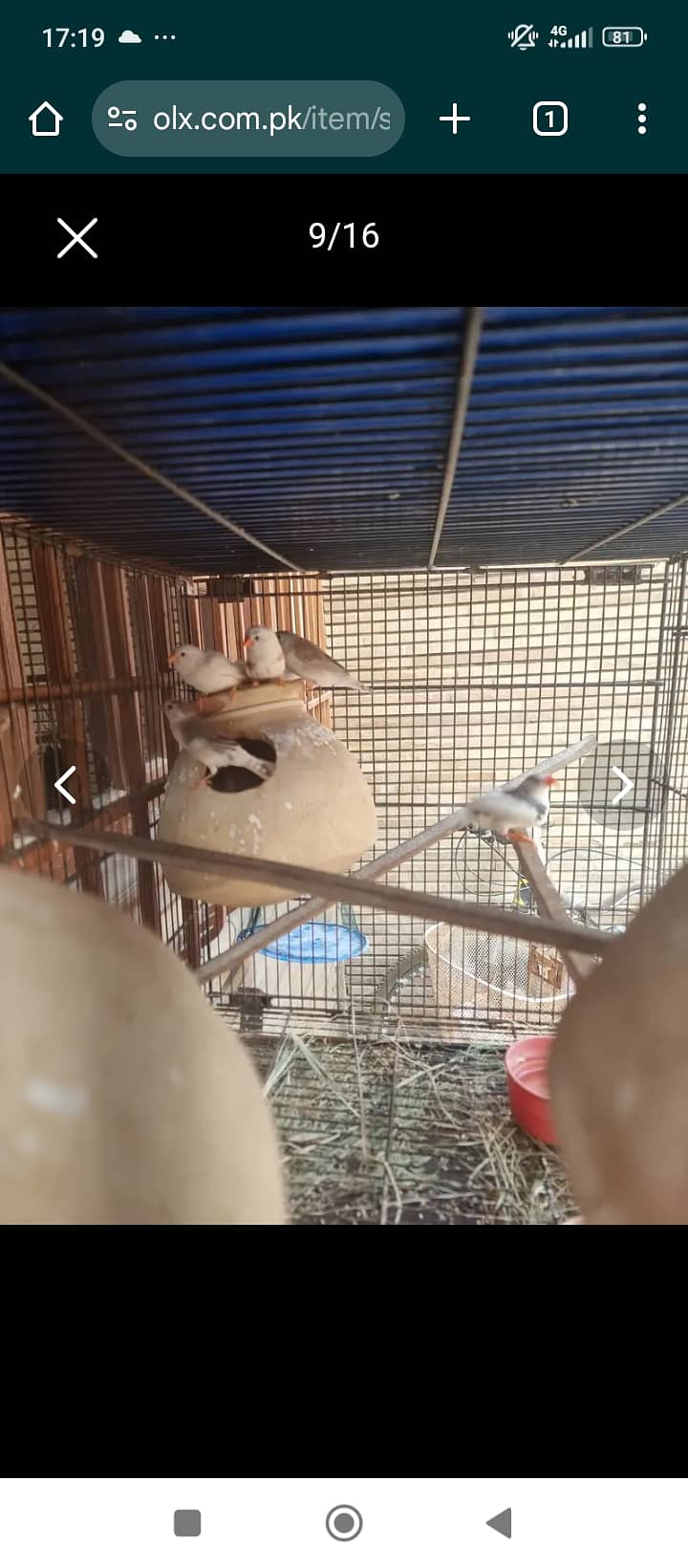 Lovebird,finches,cockatiel,fellow male Kai sth eno pied hai 12