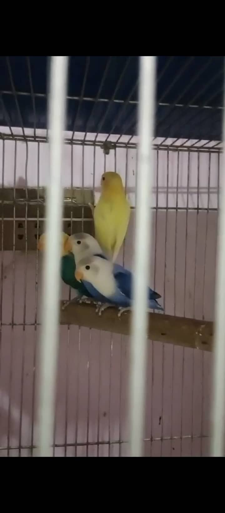 Lovebird,finches,cockatiel,fellow male Kai sth eno pied hai 14