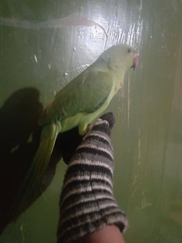 handtame green parrot for sale 1