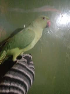 handtame green parrot for sale