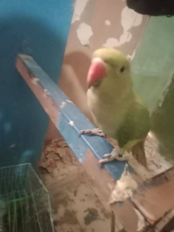 handtame green parrot for sale 2