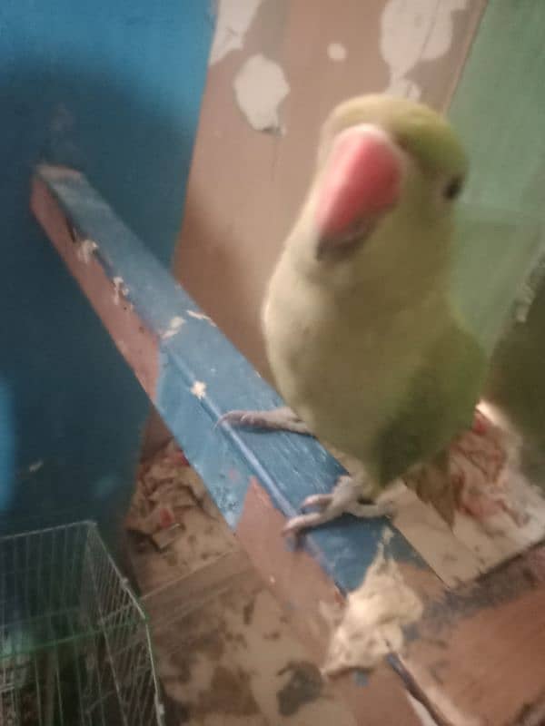 handtame green parrot for sale 3