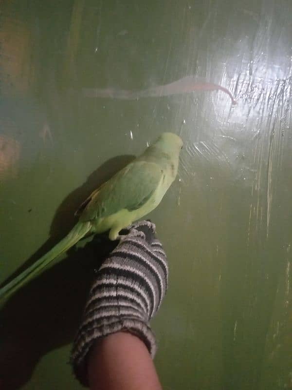 handtame green parrot for sale 4