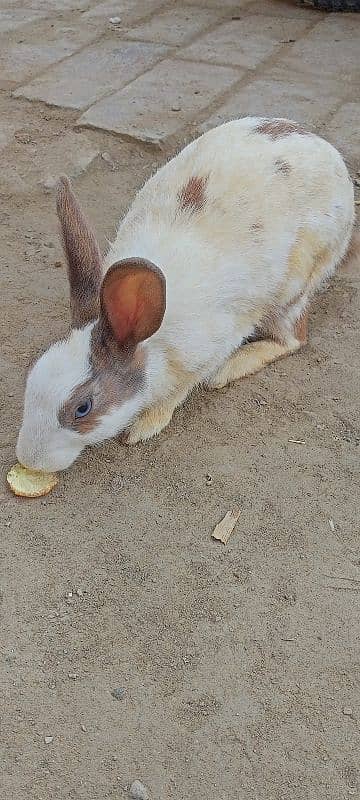 cycle for sale aur rabbit red eyes for sale 7