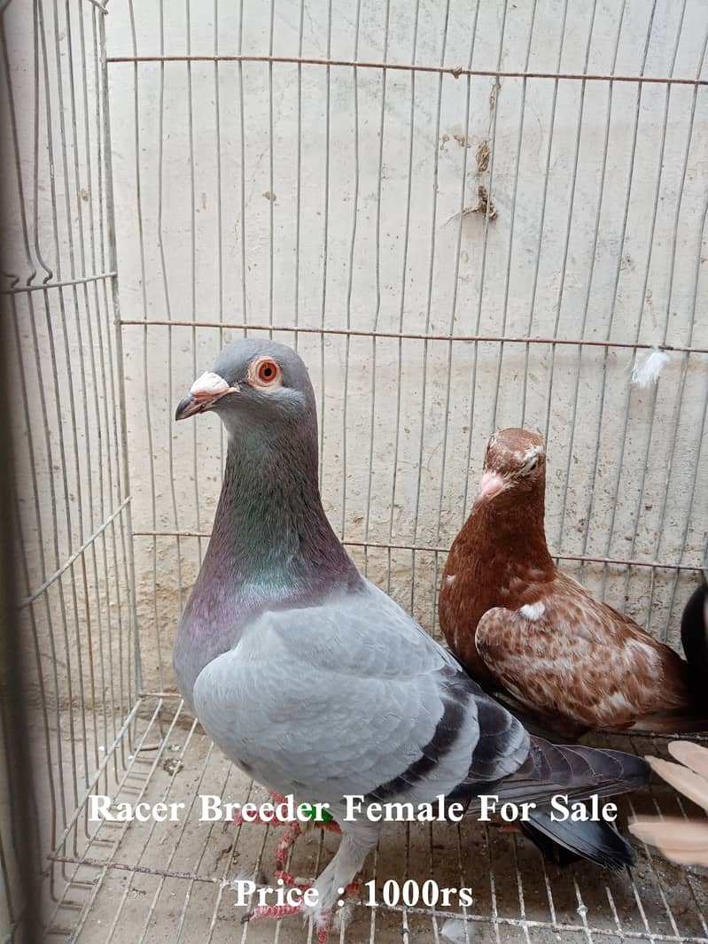 Pigeon For Sale 1