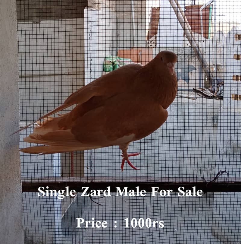 Pigeon For Sale 2