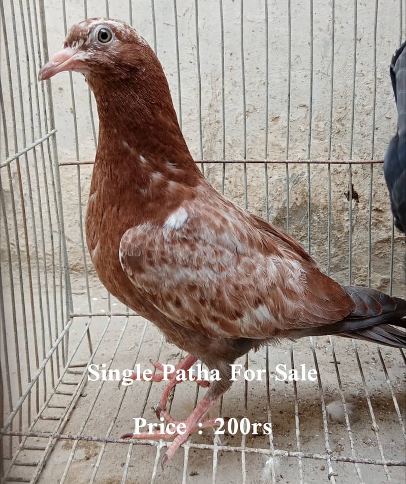 Pigeon For Sale 3