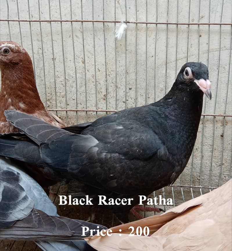 Pigeon For Sale 4