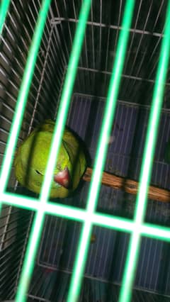 parrot